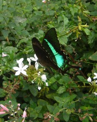 Papilio crino