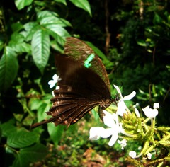 Papilio crino