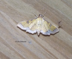 Ategumia ebulealis