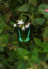 Papilio crino