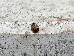 Harmonia axyridis