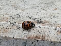 Harmonia axyridis