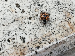 Harmonia axyridis