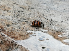 Harmonia axyridis