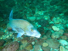 Nemadactylus douglasii