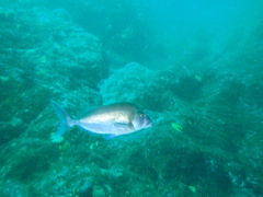 Nemadactylus douglasii