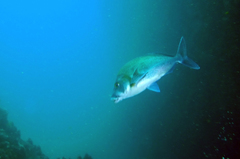 Nemadactylus douglasii