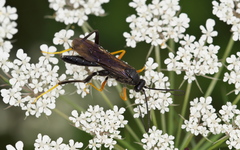 Exetastes fornicator