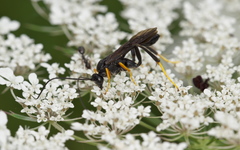 Exetastes fornicator