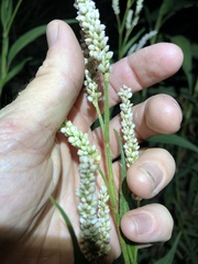 Persicaria attenuata
