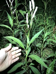 Persicaria attenuata