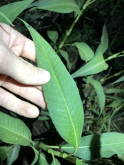 Persicaria attenuata