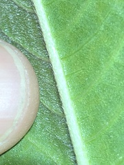 Persicaria attenuata