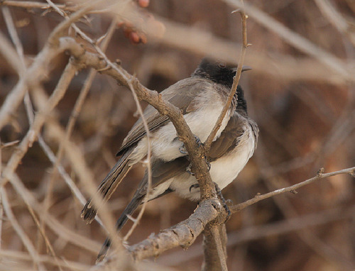 Common Bulbul
