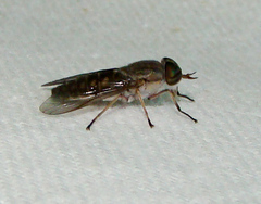 Tabanus sackeni