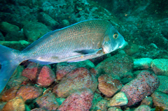 Nemadactylus douglasii