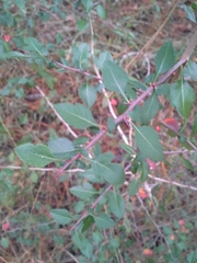 Crataegus brachyacantha