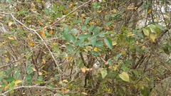 Planera aquatica