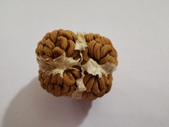 Datura
