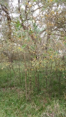 Planera aquatica