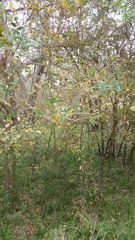 Planera aquatica
