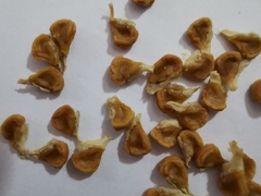 Datura