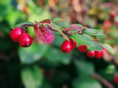 Cotoneaster simonsii