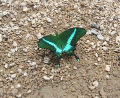 Papilio crino