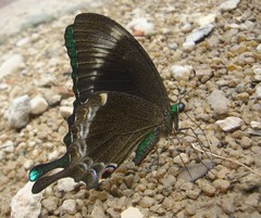 Papilio crino