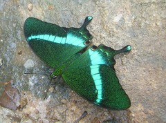 Papilio crino