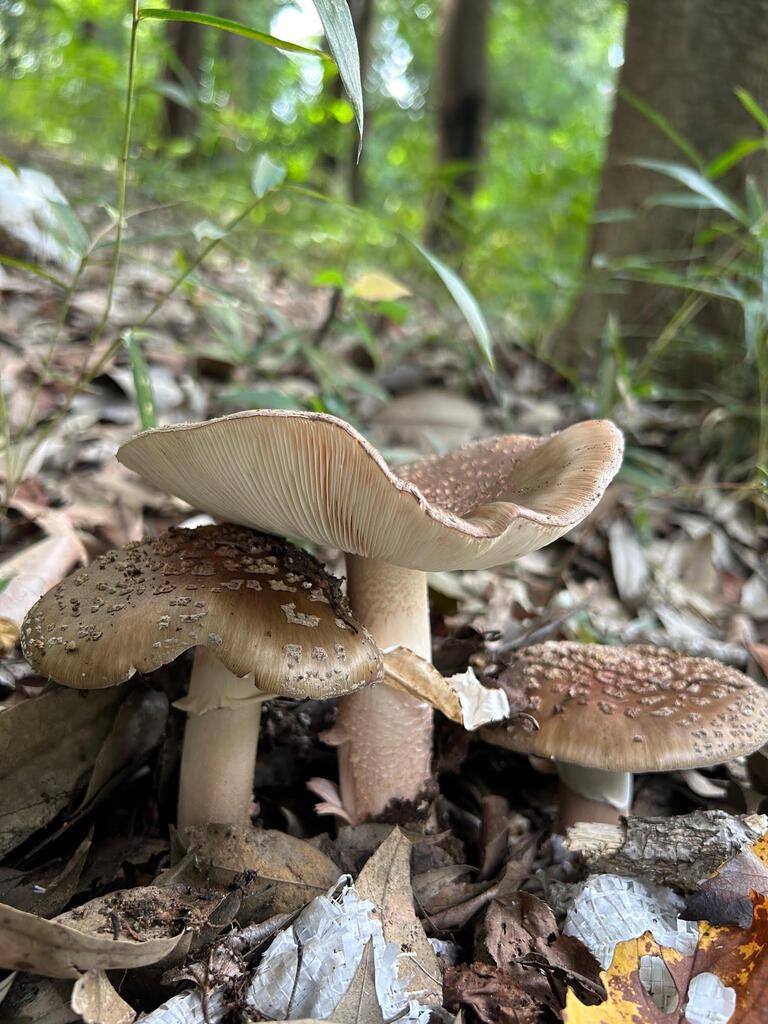 Amanita rubescens · September 2025 · photo: © atsushi_nakajima_cirque (iNaturalist, cc-by)