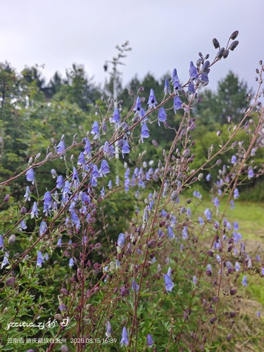 Aconitum piepunense