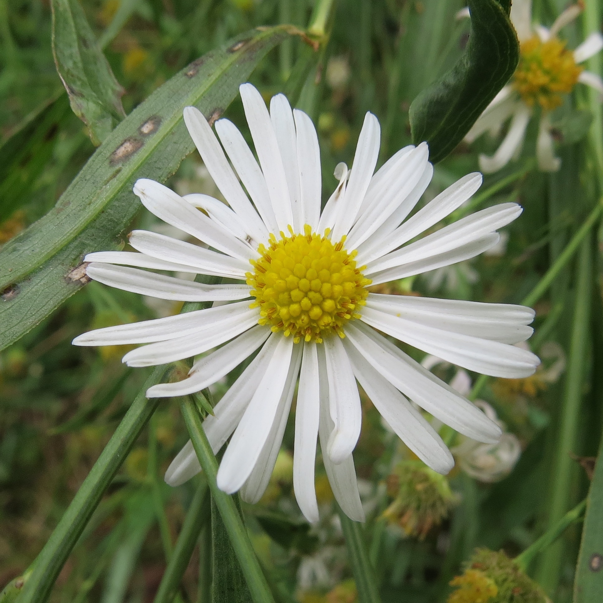 Boltonia asteroides var. recognita