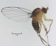 Sciadocera rufomaculata