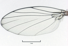 Sciadocera rufomaculata