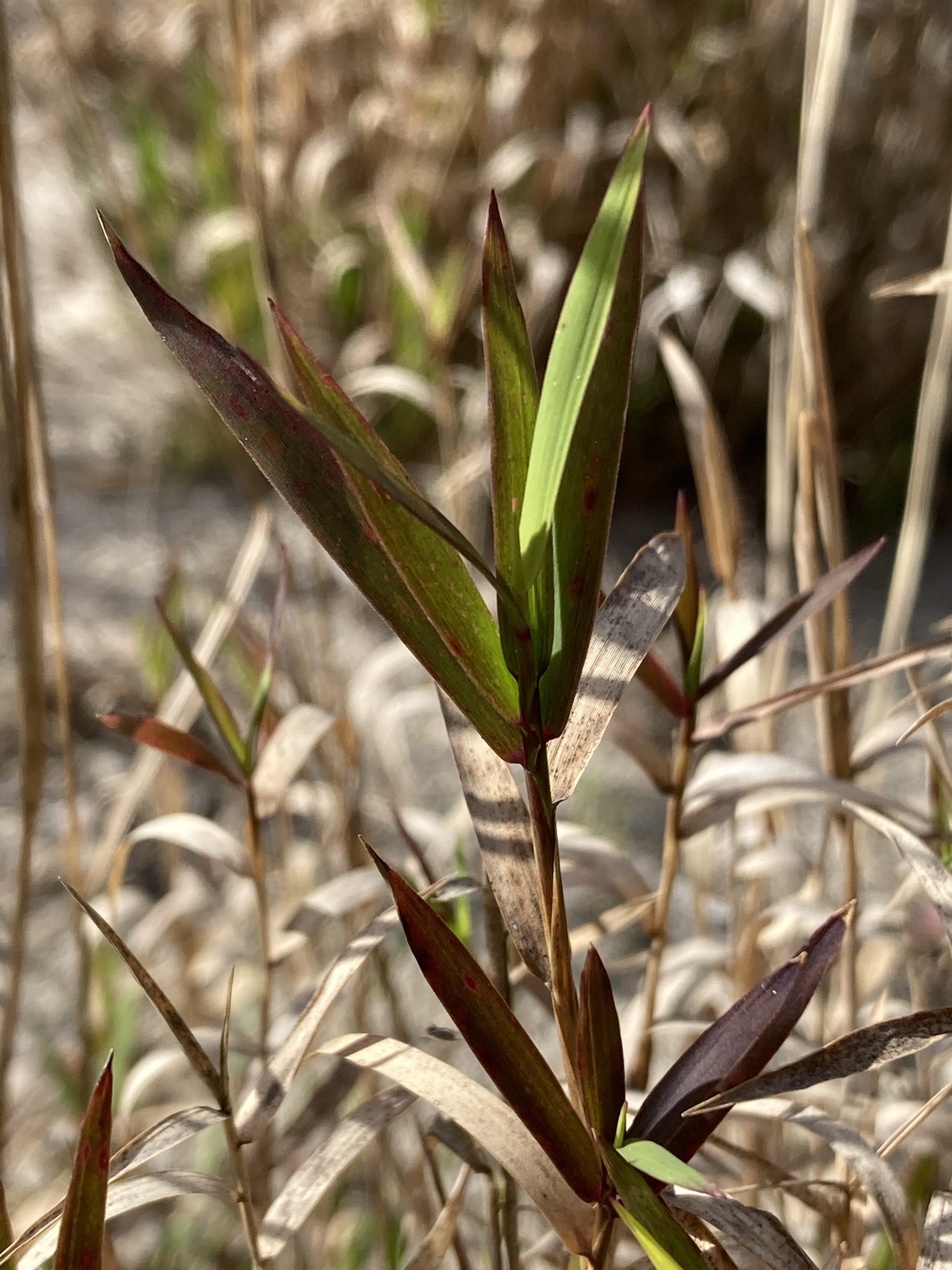 Gymnopogon legrandii