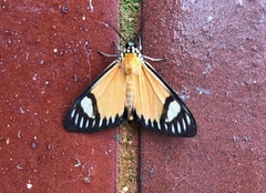 Calodesma maculifrons