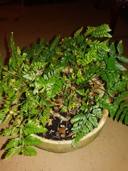 Davallia denticulata