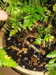 Davallia denticulata