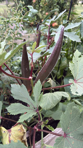 Okra (Abelmoschus esculentus)
