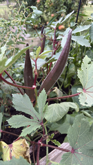 Gombo (Abelmoschus esculentus)