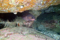 Lotella rhacina