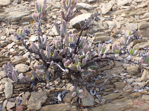 Hereroa tenuifolia L.Bolus 3