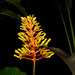 Palicourea guianensis - Photo (c) Reinaldo Aguilar, algunos derechos reservados (CC BY-NC-SA)