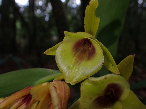 Epidendrum eximium L.O.Williams 3