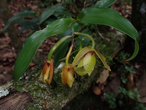 Epidendrum eximium L.O.Williams 2