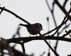 Periparus ater britannicus