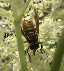 Spilomyia alcimus