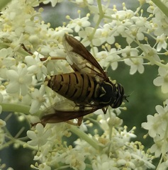 Spilomyia alcimus