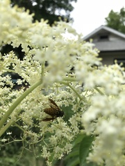 Spilomyia alcimus